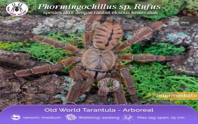 phormingochillus sp. rufus 2-3 cm tarantula